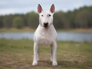 Bull Terrier — front