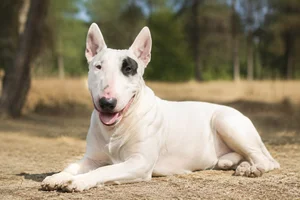 Bull Terrier — lying down