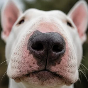 Bull Terrier — nose
