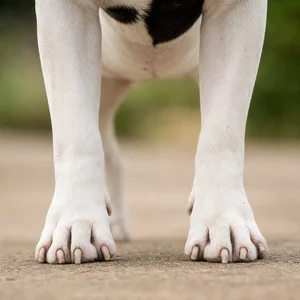 Bull Terrier — paws
