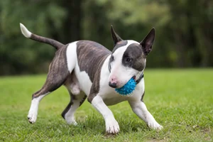 Bull Terrier — playing