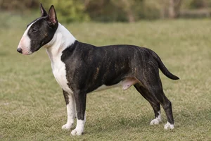 Bull Terrier dog