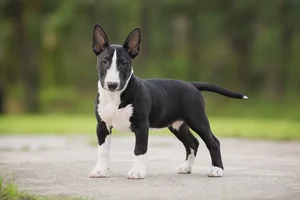 Bull Terrier — puppy (~4 mo)
