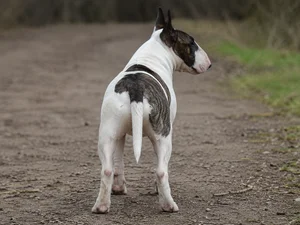 Bull Terrier — rear