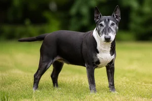 Bull Terrier — senior