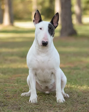 Bull Terrier — sitting
