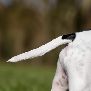 Bull Terrier — tail