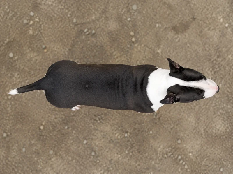 Bull Terrier — top