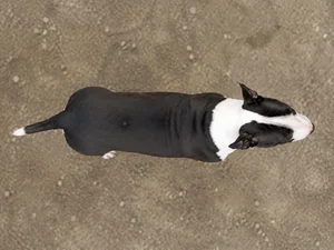 Bull Terrier — top