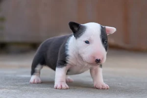 Bull Terrier — young puppy (~1 mo)