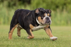 Bulldog — running