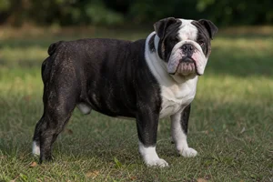 Bulldog — adult