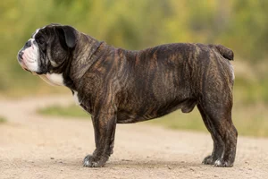 Bulldog — brindle coat