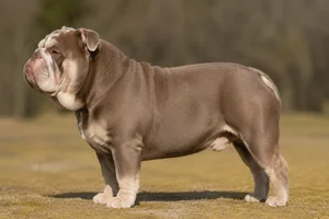 Bulldog — fallow coat