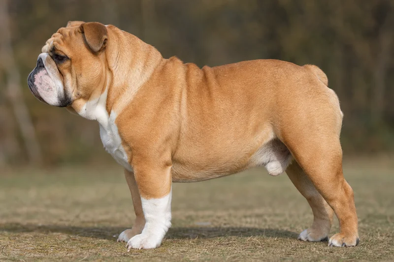 Bulldog — fawn coat
