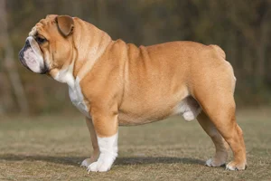 Bulldog — fawn coat