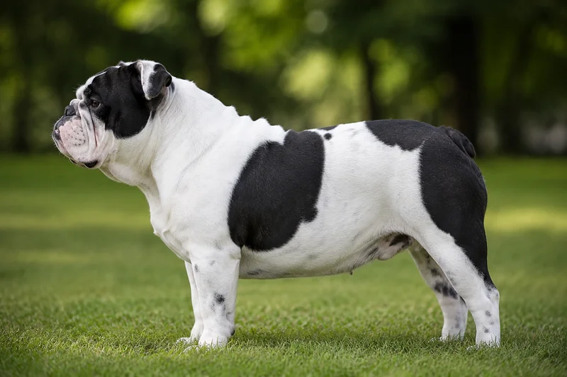 Bulldog — piebald coat