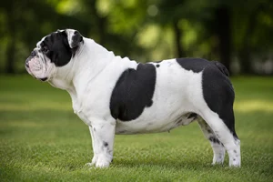 Bulldog — piebald coat