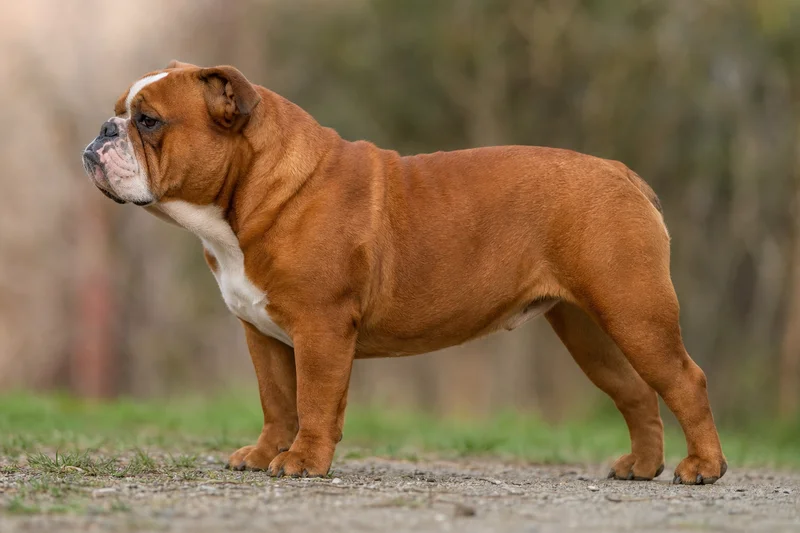 Bulldog — red coat
