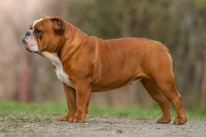 Bulldog — red coat