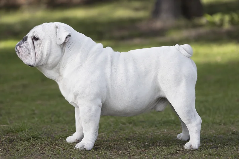 Bulldog — white coat