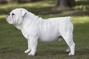 Bulldog — white coat