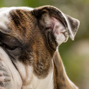 Bulldog — ears