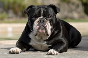 Bulldog — lying down