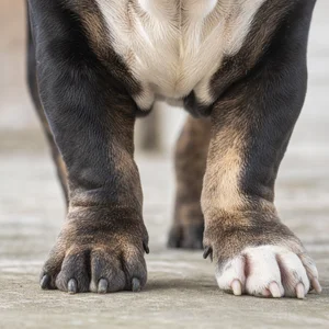 Bulldog — paws