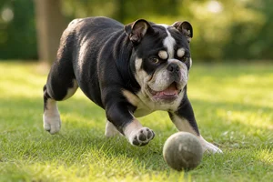 Bulldog — playing
