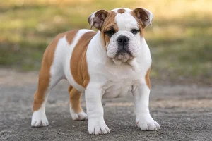 Bulldog — puppy (~4 mo)