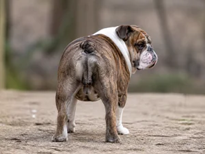 Bulldog — rear
