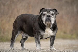 Bulldog — senior