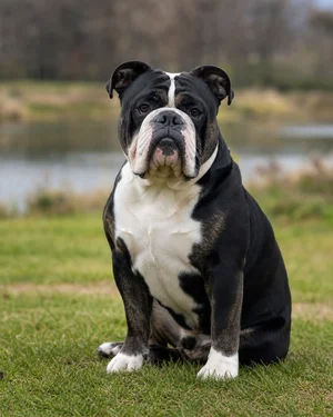 Bulldog — sitting