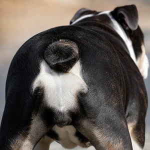 Bulldog — tail