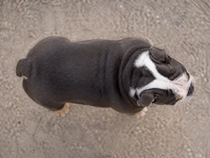 Bulldog — top