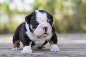 Bulldog — young puppy (~1 mo)
