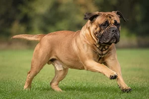 Bullmastiff — running