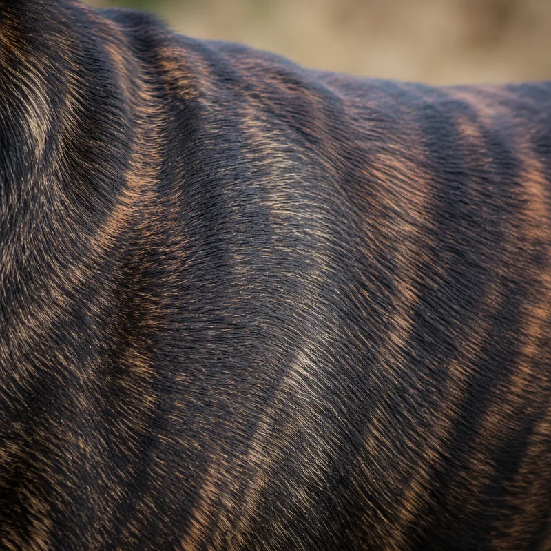 Bullmastiff — coat texture