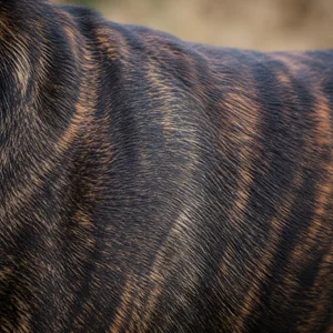 Bullmastiff — coat texture