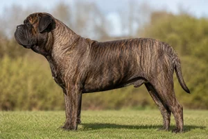 Bullmastiff — brindle coat