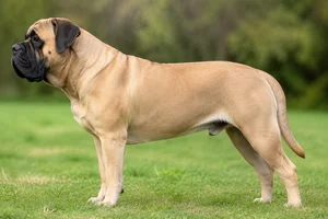 Bullmastiff — fawn coat