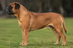 Bullmastiff — red coat