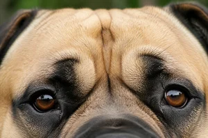 Bullmastiff — eyes