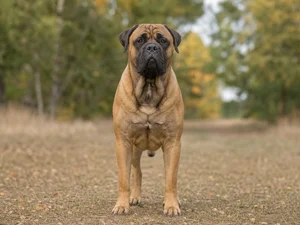 Bullmastiff — front