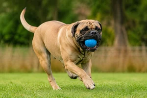 Bullmastiff — playing