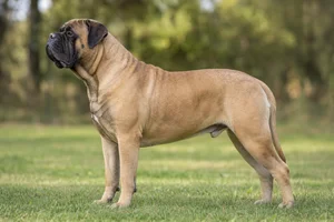 Bullmastiff dog