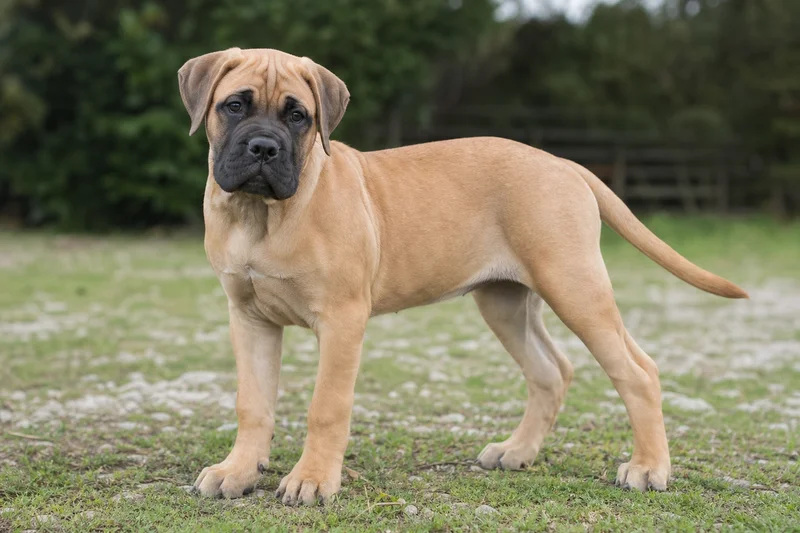 Bullmastiff — puppy (~4 mo)