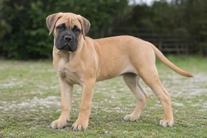 Bullmastiff — puppy (~4 mo)