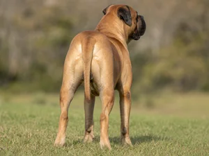 Bullmastiff — rear